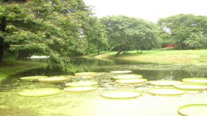 Kolkata_botanical_garden